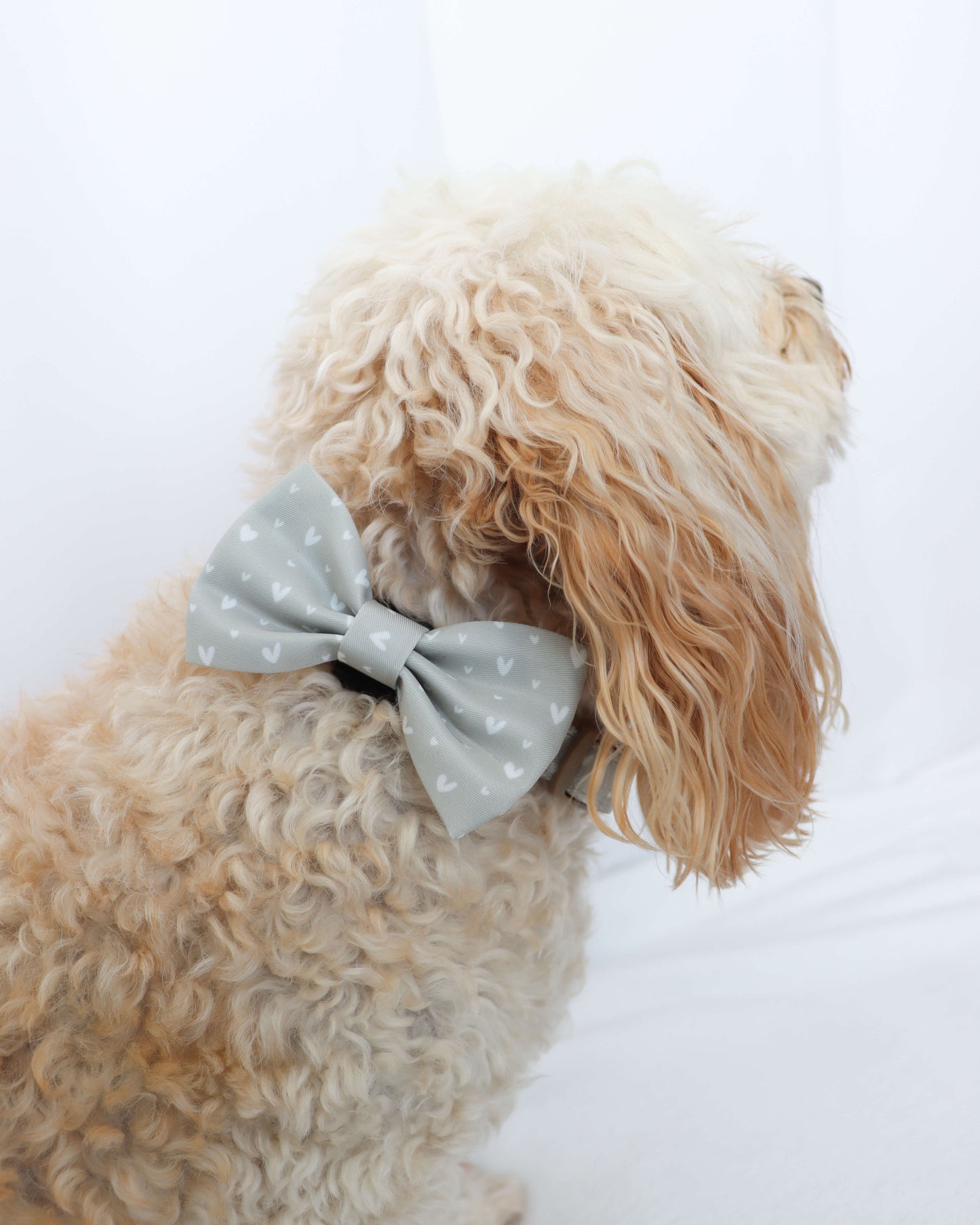 Bow Tie - Beauty in Greige