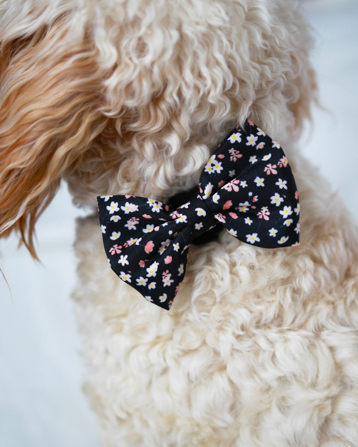 Bow Tie - Sweet Cherry Blossom