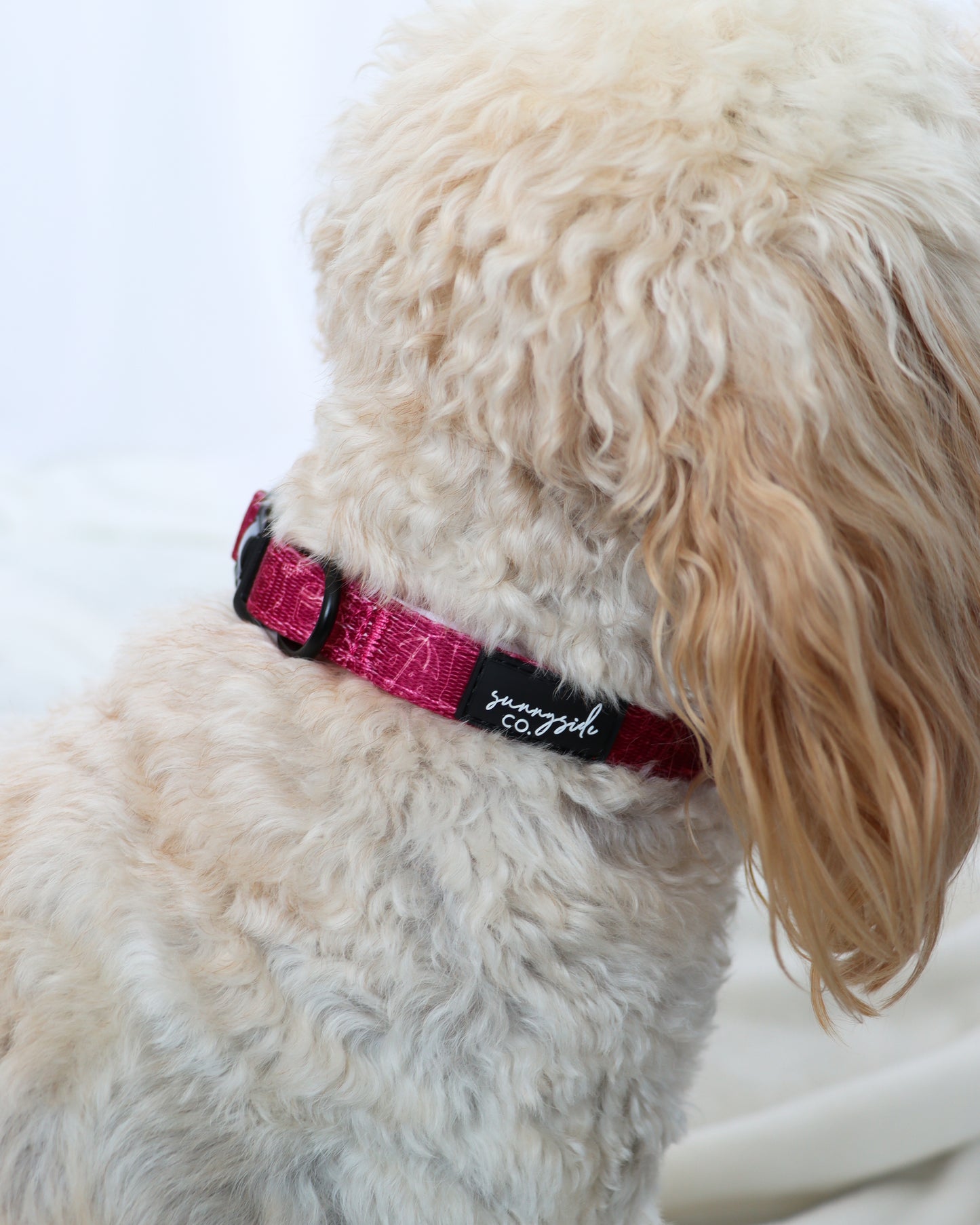 Collar - Burgundy Doodles