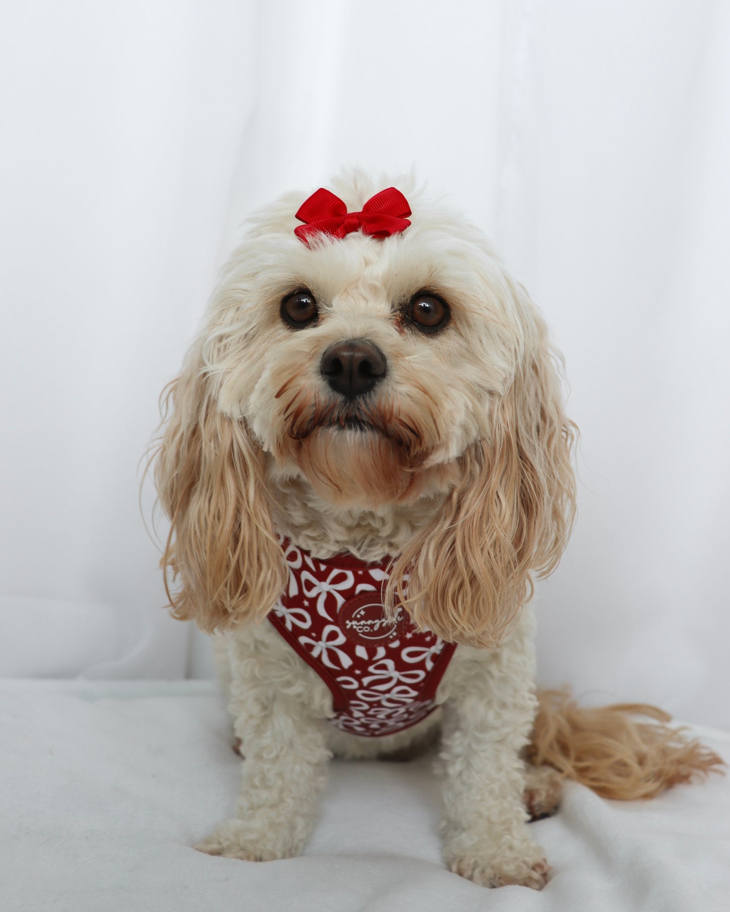 Adjustable Harness - Bow So Festive