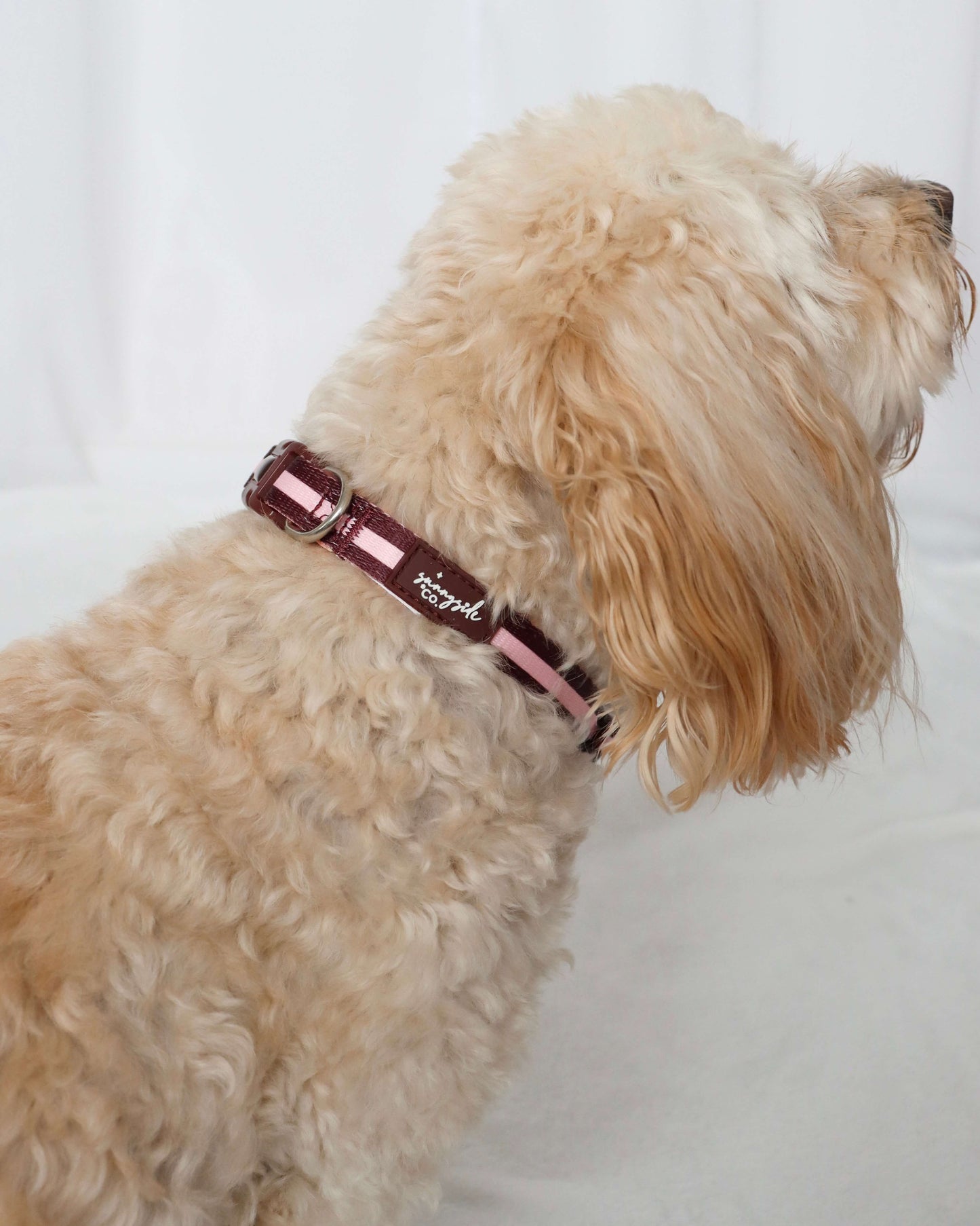 Collar - Burgundy Stripes