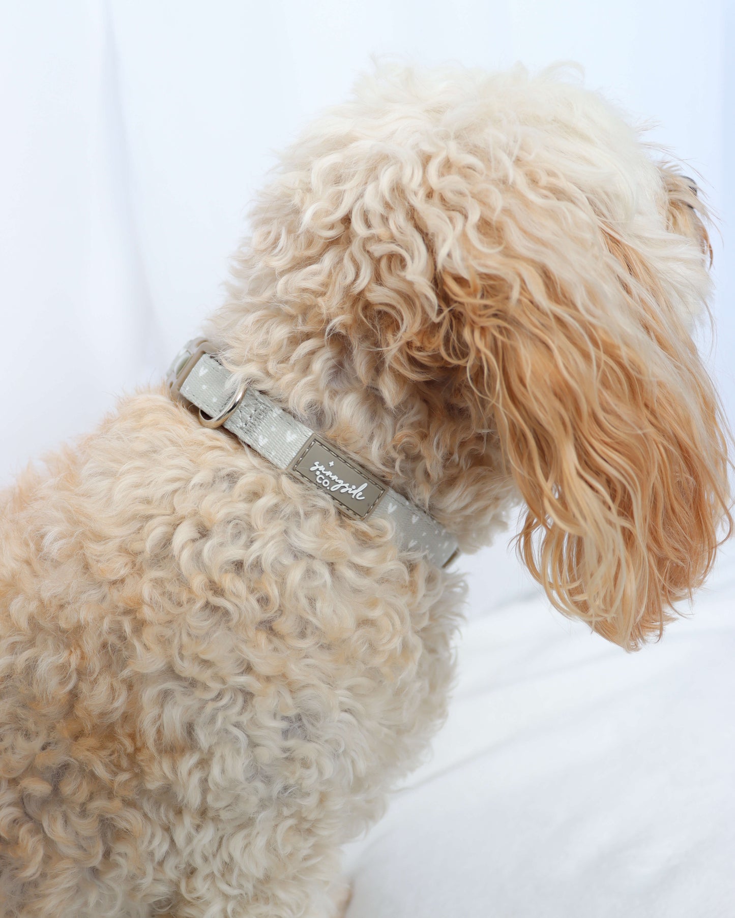 Collar - Beauty in Greige