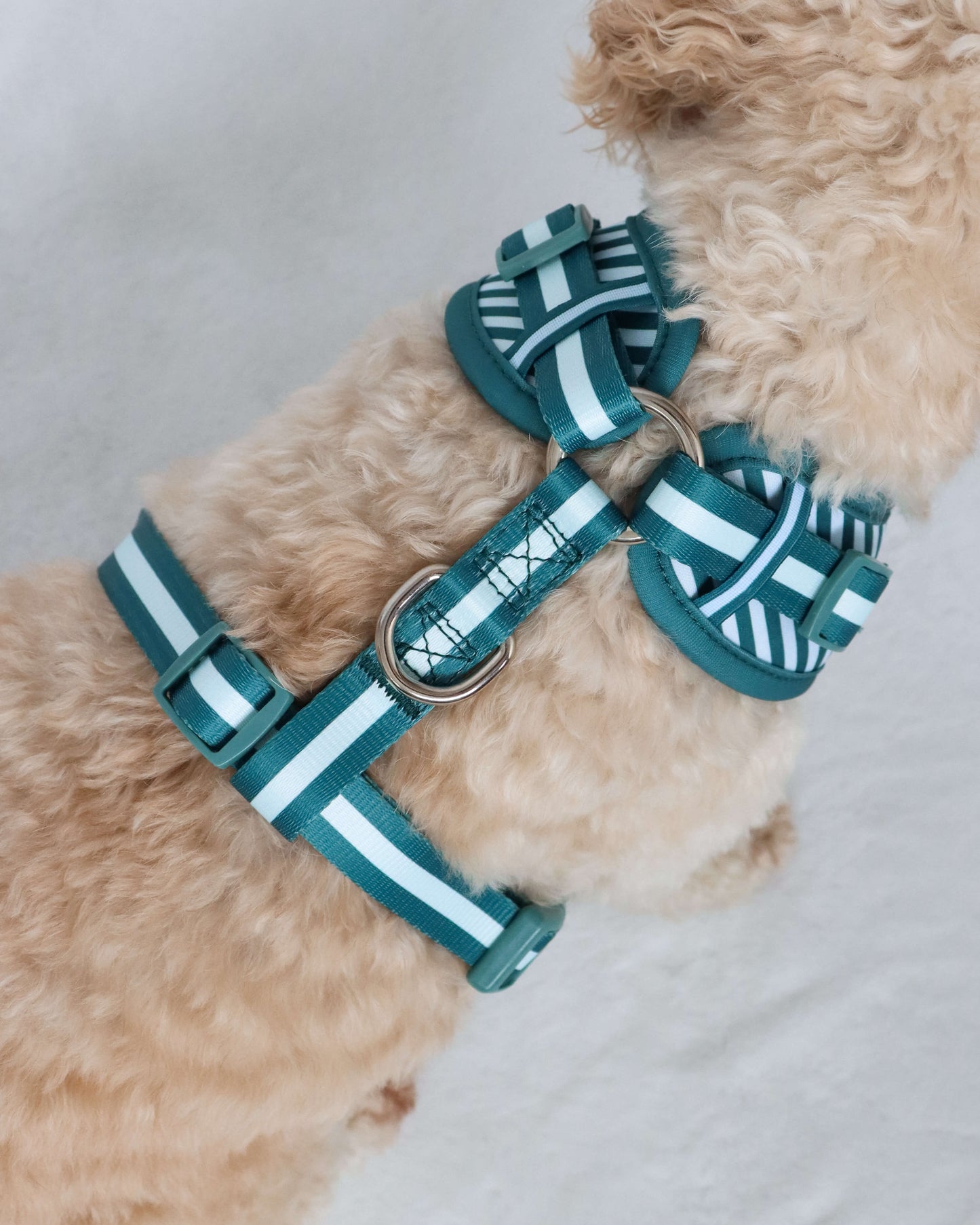 Adjustable Harness - Teal Stripes