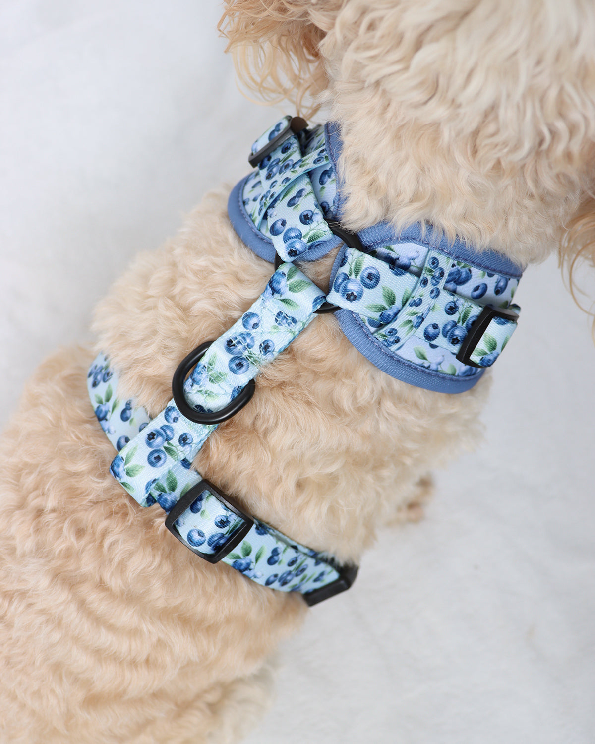 Adjustable Harness - Baby Blueberries