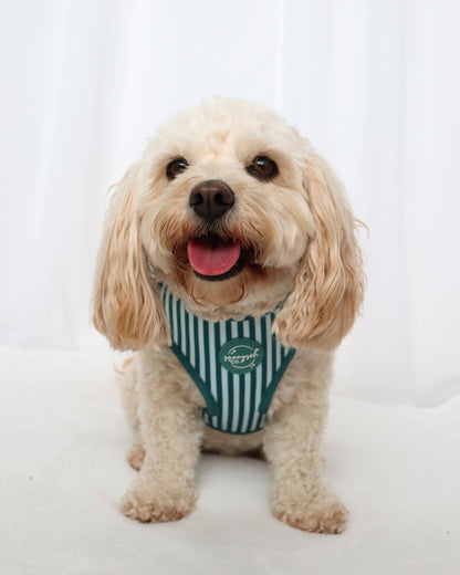 Adjustable Harness - Teal Stripes