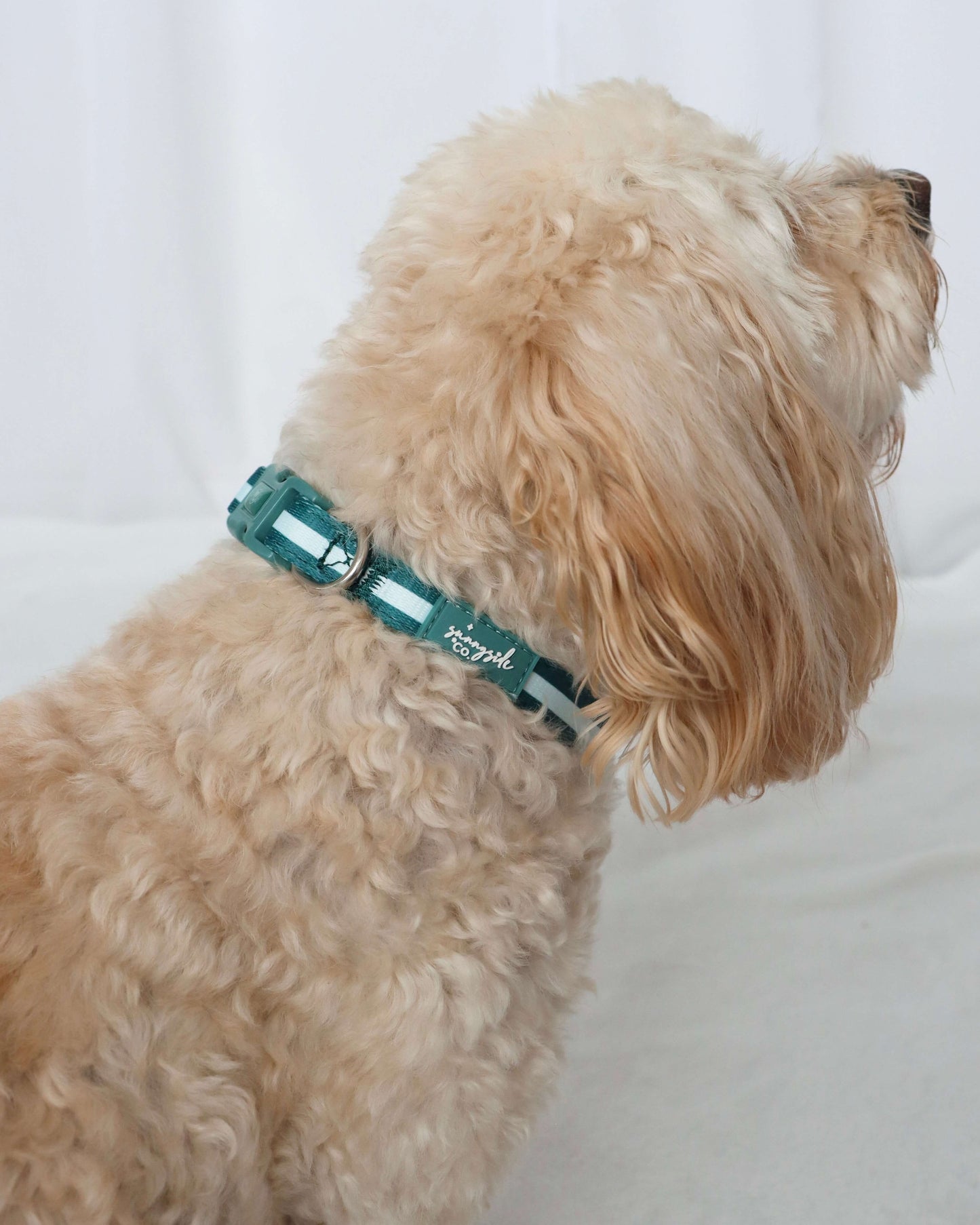 Collar - Teal Stripes