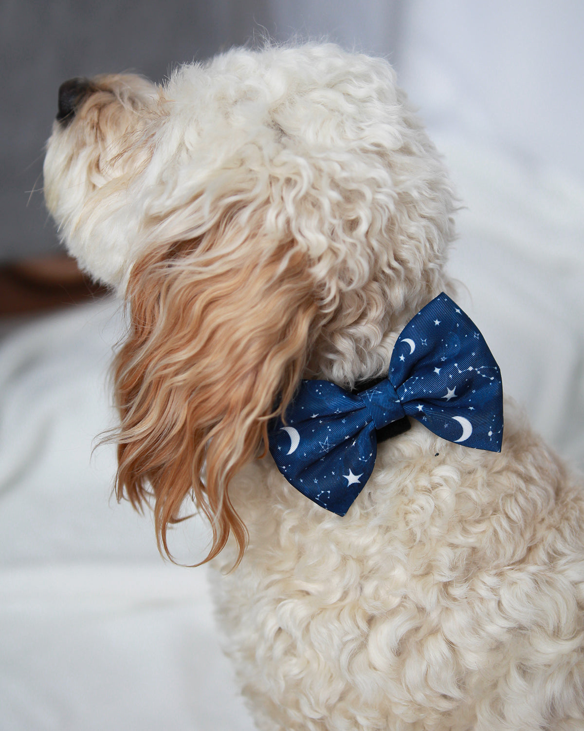 Bow Tie - Navy Nights