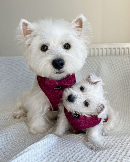 Adjustable Harness - Burgundy Doodles