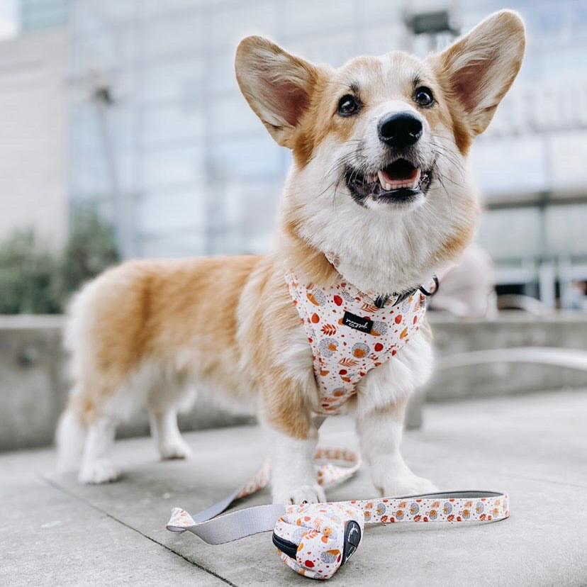 Adjustable Harness - Spotty Hedgedogs