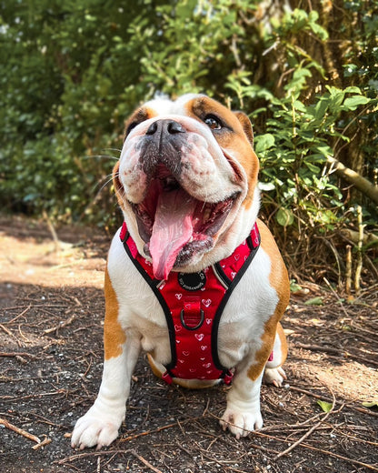 Adventure Harness - Burgundy Love