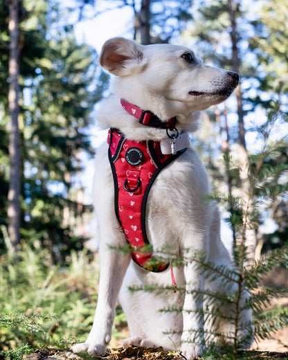 Adventure Harness - Burgundy Love