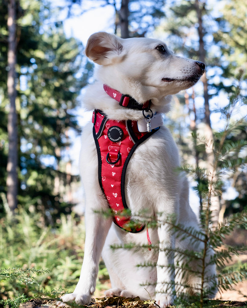 Adventure harness sale