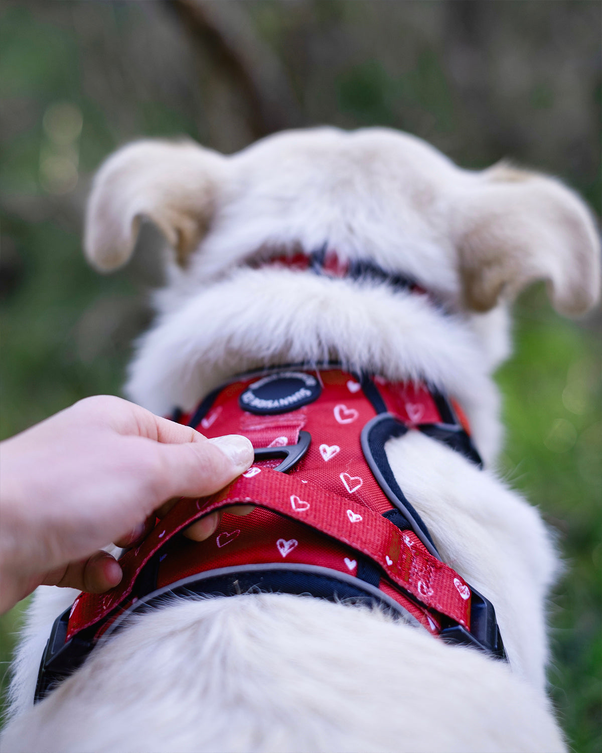 Adventure Harness - Burgundy Love